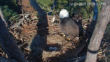 Hilton Head Island Eagles Live Webcam - Dec 21, 2025, 3:37pm EST