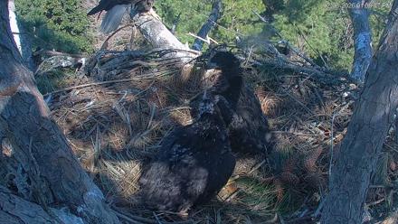 Hilton Head Island Eagles Live Webcam - Feb 6, 2026, 1:08pm EST