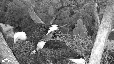 Hilton Head Island Eagles Live Webcam - Aug 23, 2026, 6:48am EDT