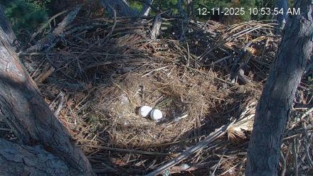 Hilton Head Island Eagles Live Webcam - Dec 11, 2025, 10:54am EST