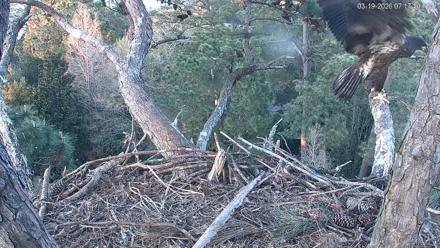 Hilton Head Island Eagles Live Webcam - Mar 19, 2026, 7:17pm EDT