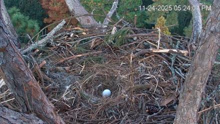 Hilton Head Island Eagles Live Webcam - Nov 24, 2025, 5:24pm EST