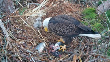 Hilton Head Island Eagles Live Webcam - Jan 6, 2026, 9:05am EST