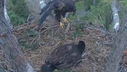 Hilton Head Island Eagles Live Webcam - Mar 2, 2026, 2:37pm EST