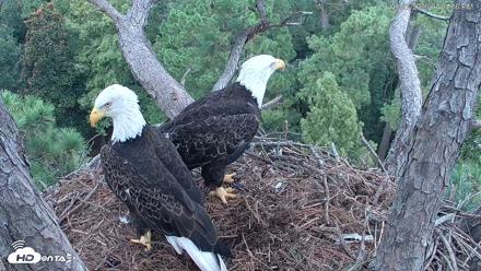 Hilton Head Island Eagles Live Webcam - Aug 27, 2026, 7:02pm EDT