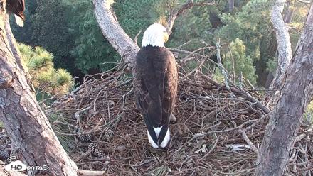 Hilton Head Island Eagles Live Webcam - Sep 6, 2026, 7:16am EDT