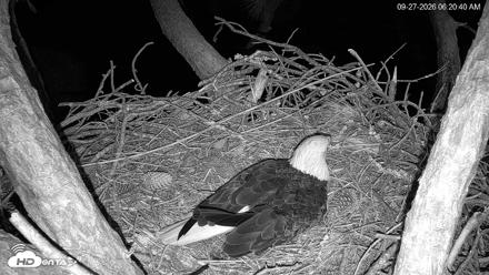 Hilton Head Island Eagles Live Webcam - Sep 27, 2026, 6:21am EDT