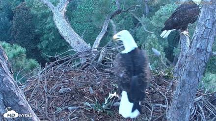Hilton Head Island Eagles Live Webcam - Aug 30, 2026, 7:06am EDT