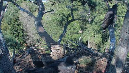 Hilton Head Island Eagles Live Webcam - Mar 19, 2026, 4:00pm EDT