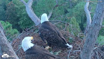 Hilton Head Island Eagles Live Webcam - Aug 30, 2026, 7:50am EDT