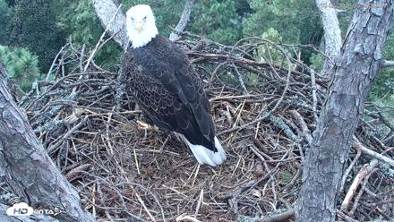 Hilton Head Island Eagles Live Webcam - Oct 6, 2026, 5:56pm EDT