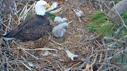 Hilton Head Island Eagles Live Webcam - Jan 8, 2026, 3:40pm EST