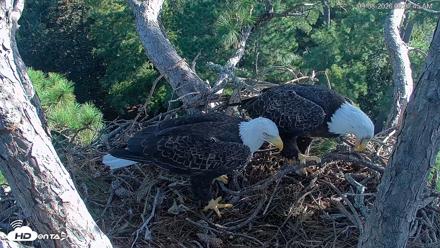 Hilton Head Island Eagles Live Webcam - Sep 8, 2026, 9:08am EDT
