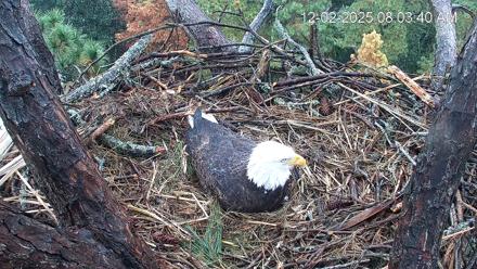 Hilton Head Island Eagles Live Webcam - Dec 2, 2025, 8:04am EST