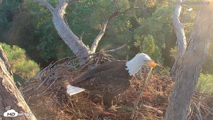 Hilton Head Island Eagles Live Webcam - Aug 23, 2026, 7:26am EDT