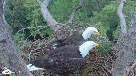 Hilton Head Island Eagles Live Webcam - Sep 9, 2026, 3:36pm EDT