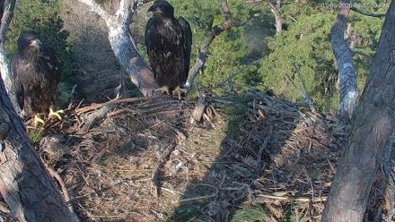 Hilton Head Island Eagles Live Webcam - Mar 5, 2026, 4:38pm EST