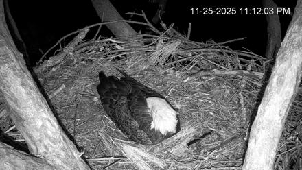 Hilton Head Island Eagles Live Webcam - Nov 25, 2025, 11:12pm EST