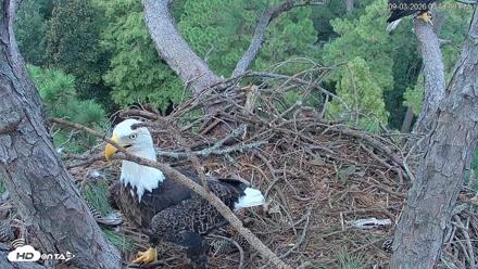 Hilton Head Island Eagles Live Webcam - Sep 3, 2026, 3:31pm EDT