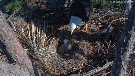 Hilton Head Island Eagles Live Webcam - Dec 31, 2025, 10:02am EST