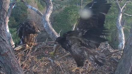 Hilton Head Island Eagles Live Webcam - Feb 25, 2026, 7:48am EST