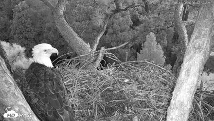 Hilton Head Island Eagles Live Webcam - Aug 12, 2026, 6:38am EDT
