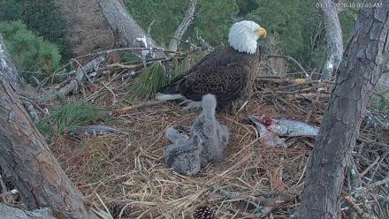 Hilton Head Island Eagles Live Webcam - Jan 14, 2026, 10:01am EST