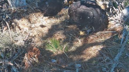 Hilton Head Island Eagles Live Webcam - Feb 14, 2026, 11:38am EST