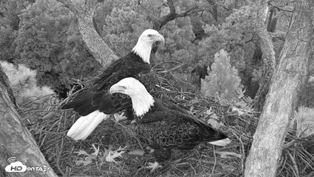 Hilton Head Island Eagles Live Webcam - Aug 30, 2026, 7:02am EDT
