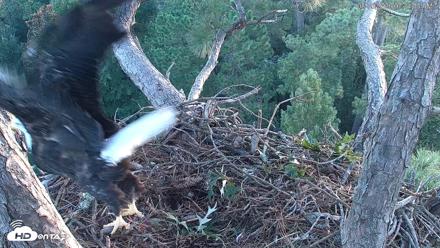 Hilton Head Island Eagles Live Webcam - Aug 30, 2026, 7:24am EDT