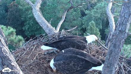 Hilton Head Island Eagles Live Webcam - Aug 27, 2026, 7:05am EDT