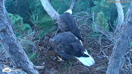 Hilton Head Island Eagles Live Webcam - Sep 7, 2026, 7:07am EDT