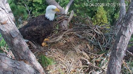 Hilton Head Island Eagles Live Webcam - Oct 4, 2025, 12:05pm EDT