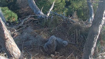 Hilton Head Island Eagles Live Webcam - Jan 21, 2026, 8:53am EST