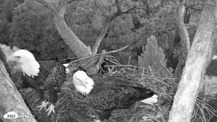 Hilton Head Island Eagles Live Webcam - Aug 23, 2026, 6:49am EDT