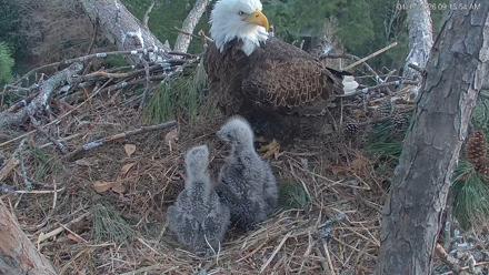 Hilton Head Island Eagles Live Webcam - Jan 17, 2026, 9:16am EST