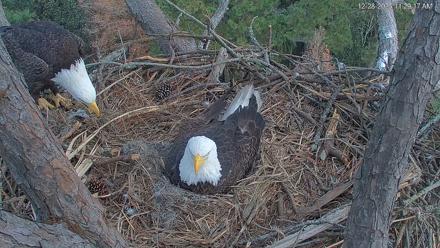 Hilton Head Island Eagles Live Webcam - Dec 28, 2025, 11:29am EST