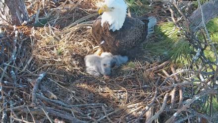 Hilton Head Island Eagles Live Webcam - Jan 11, 2026, 3:01pm EST