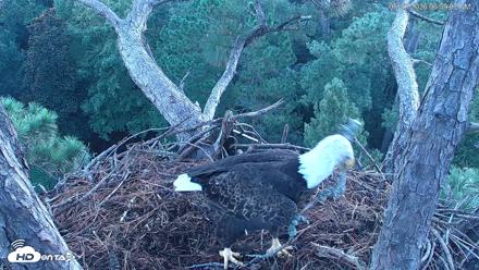 Hilton Head Island Eagles Live Webcam - Aug 23, 2026, 6:59am EDT