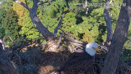 Hilton Head Island Eagles Live Webcam - Oct 25, 2025, 3:16pm EDT