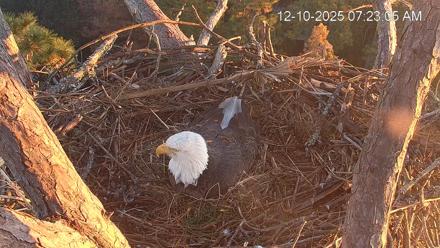Hilton Head Island Eagles Live Webcam - Dec 10, 2025, 7:23am EST