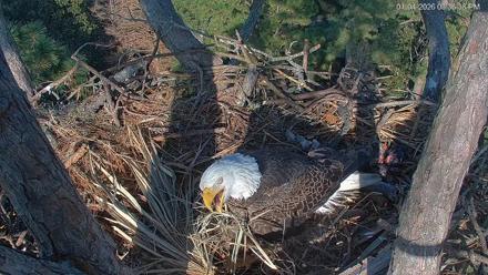 Hilton Head Island Eagles Live Webcam - Jan 4, 2026, 3:37pm EST