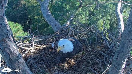 Hilton Head Island Eagles Live Webcam - Sep 26, 2026, 9:33am EDT