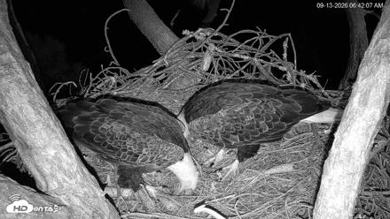 Hilton Head Island Eagles Live Webcam - Sep 13, 2026, 6:42am EDT