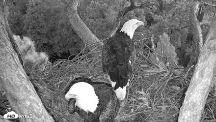 Hilton Head Island Eagles Live Webcam - Sep 8, 2026, 6:54am EDT