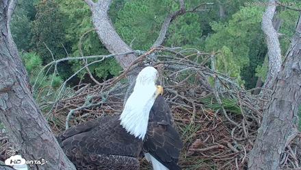Hilton Head Island Eagles Live Webcam - Sep 9, 2026, 4:23pm EDT
