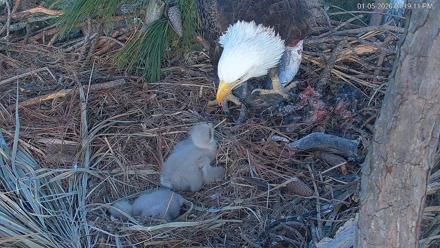 Hilton Head Island Eagles Live Webcam - Jan 5, 2026, 4:19pm EST