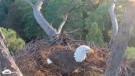 Hilton Head Island Eagles Live Webcam - Aug 23, 2026, 7:24am EDT