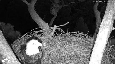 Hilton Head Island Eagles Live Webcam - Aug 12, 2026, 6:23am EDT
