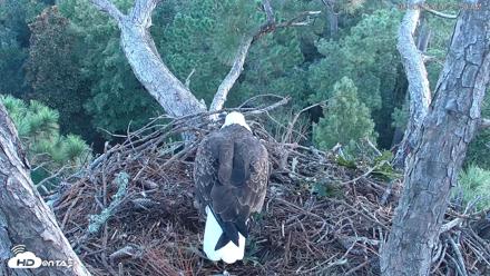 Hilton Head Island Eagles Live Webcam - Aug 30, 2026, 7:28am EDT